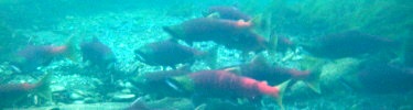 salmon spawn in park waters