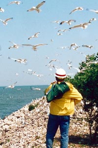 gulls flying around a man