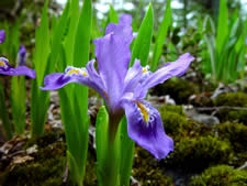 Iris lacustris.