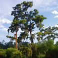 Large swamp tree at Lake Pontchartrain, Louisiana