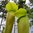 Pitcher plant, Big Thicket