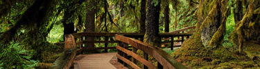 A boardwalk winds through the lush rainforest in Bartlett Cove