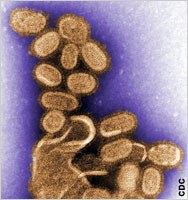 فيروس H1N1 المعاد إنتاجه من ذات الجرثومة التي تسببت في وباء الإنفلونزا الإسبانية في العام 1918.