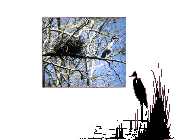 2 image collage - Bird perched on branch next to nest - bird standing in water next to reeds