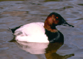 A Swimming Duck