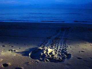 Crawls left by female sea turtle from dragging herself ashore to lay eggs