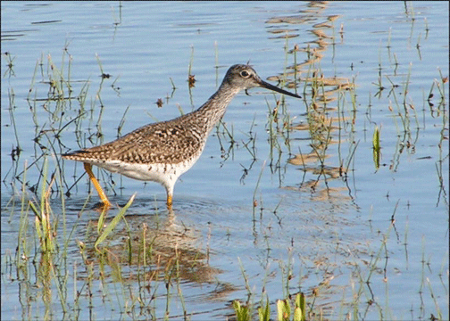 Greater Yellowlegs - bird wading in water