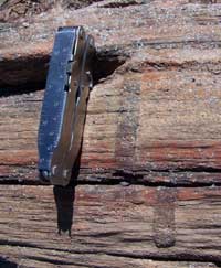 markings on petrified wood that run perpendicular to the grain of the wood