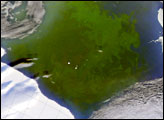 Phytoplankton Bloom in the Ross Sea