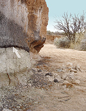 Photo of rock with arrow pointing to "black mat" of algal growth