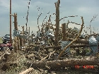 Pine trees stripped and damaged