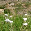 Flowers in Makoshika State Park Photo by Rose Wyman