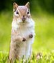 Rabbit stretching