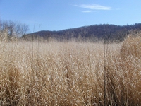 Image of Switchgrass - Switchgrass is a tall grass that grows from three- to ten-feet tall, has a deep root system and grows annually after harvesting. Switchgrass can be converted to ethanol, which is a flammable alcohol and can be made by fermenting plant products such as corn, barley, wood and straw. The DEP and WVU are studying whether switchgrass can be successfully grown on the state's mine lands.
  - Click to view a larger version of the image.