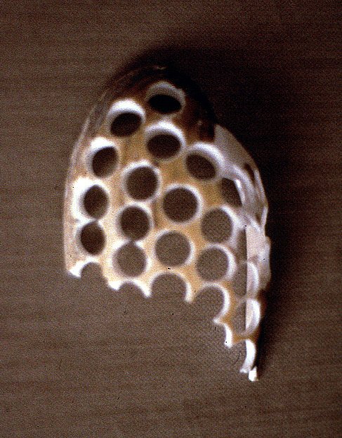 used shell