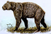 A color drawing of a giant short faced bear, the legs are long and the body is leaner than modern grizzly bears, it has a huge head and short jaw.