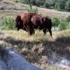 Bison