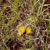 Prickly Pear blooms