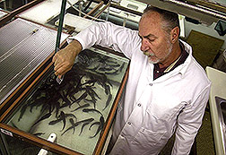 Phil Klesius feeds vaccinated catfish. Link to photo information