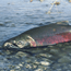 A spawning coho salmon