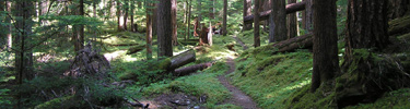 Elwha River Trail