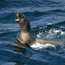 Steller's sea lion