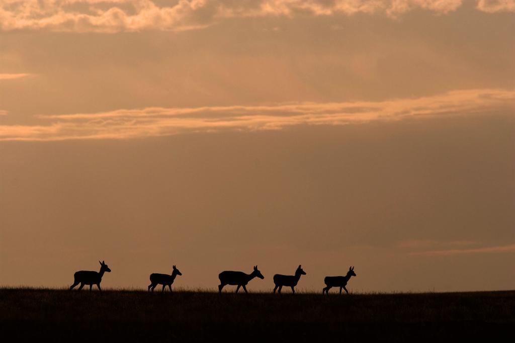 Antelope at sunset