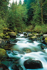 Photograph of Fir River