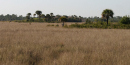 Sawgrass Prairie