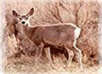 Small deer at Knife River Indian Villages NHS