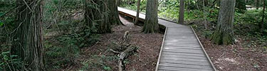 Trail of the Cedars Boardwalk