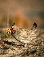 Photo of Lesser Prairie Chicken