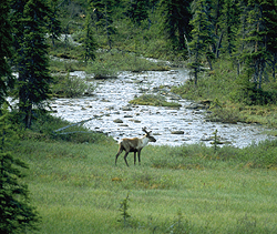 Scenic landscape with moose.