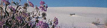 sand verbena