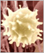 Image of a white blood cell.