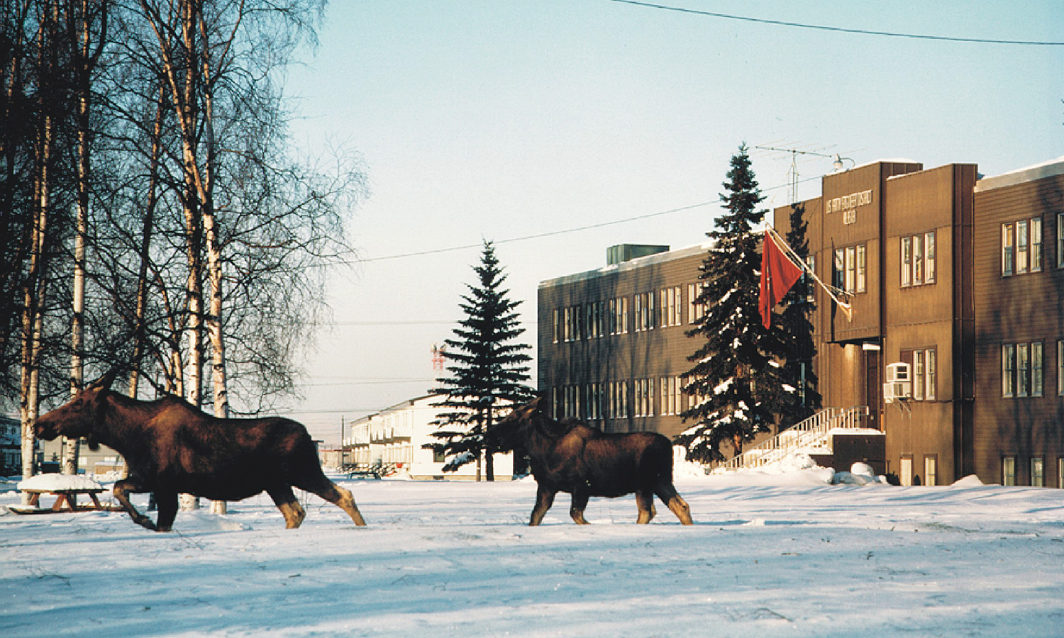 The Alaska District Office during winter, with two moose walking in front of building. 