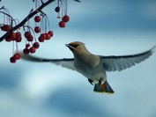 Winter Waxwing