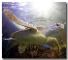  Description: A hybrid Green Hawksbill sea turtle swimming. [AP Image]