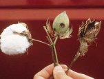 The mature cotton boll pictured at right was protected by a gene for Bt; other bolls show damage from cotton pests (Photo courtesy of the U.S. Department of Agriculture-Agricultural Research Service).