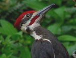 Pileated Woodpecker (Dryocopus pileatus) (Photo © Stephen Dowlan)