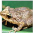 coqui frog