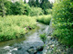 Photo of Riparian Environment