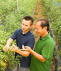 Wei Chong Ho and son working in tomato field