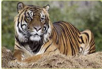 Sumatran tiger cub