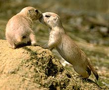 prairie dogs