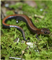 Redbacked salamander