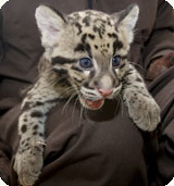 clouded leopard cub