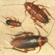Photo of roach