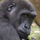 western lowland gorilla