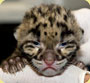 clouded leopard cub